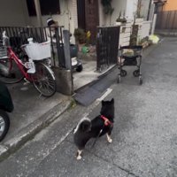 玄関前で人を待つ犬