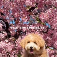 花と子犬