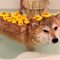 妹ちゃん