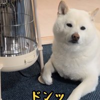 ストーブをつけろと催促する柴犬