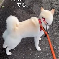 後ろを振り返る犬
