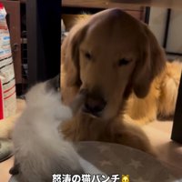 猫パンチが止まらないエルちゃん