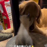 猫パンチするエルちゃん