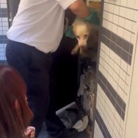 ゴミの山から救出される犬