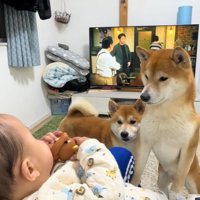 赤ちゃんの前にやってきた2匹