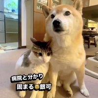 犬のそばで固まる猫