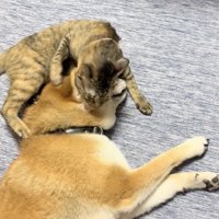 構ってあげる、優しいつくしちゃん