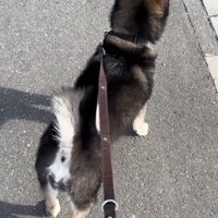 尻尾振る黒柴の後ろ姿