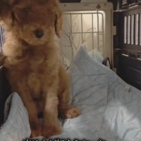 新しい家族をお迎え