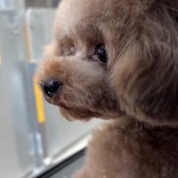 悲しそうすぎる瞳