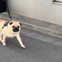 近づいてくるむさし君