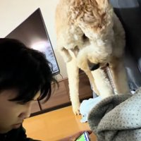 上からのぞき込むはうるくん