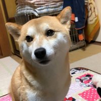 素直に甘えにきたハナちゃん