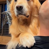 男性に抱っこされて遠くを見つめる犬