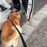 撫でてもらう秋田犬