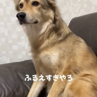 「震えすぎやろ！」