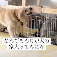 「そこは僕の家！」