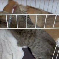 バランスを崩すあんずちゃん
