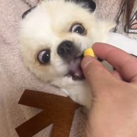 ぽてと君の瞬発力5