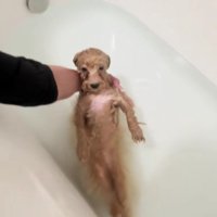 別の生き物のような姿に