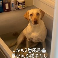 飼い主さんを見るひまわりちゃん