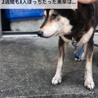 撫でられる老犬