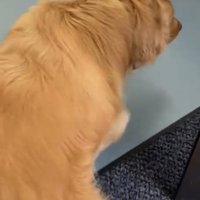 床屋に入る犬