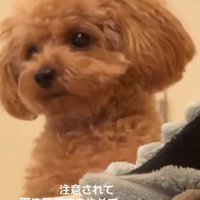 「あなたですか？」