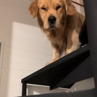 顔が浮腫むゴールデンレトリバー