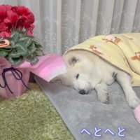 いい夢を見られそう