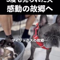 辿り着いた故郷