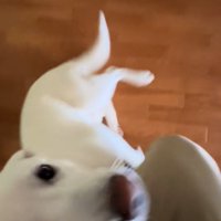 膝に登りたいチム2くん