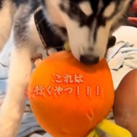 おもちゃには突進するアイスくん