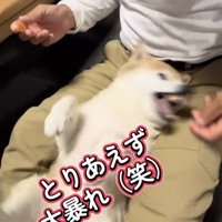 口を開けて暴れる犬