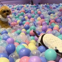 ボールの中を歩いていく妹犬