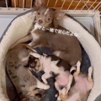 エルアちゃんと子犬たち