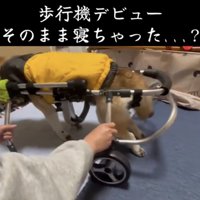 歩行器に身を預ける犬