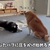 おもちくんとおこめくん