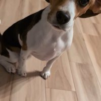 ペルルちゃんの「待て」⑩