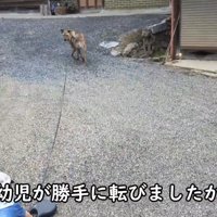 …と思いきや、転倒！