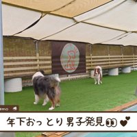黒い犬を見て立ち止まるお姉ちゃん犬
