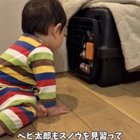 クレートの中をのぞく赤ちゃん
