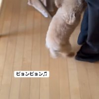 客の後ろをついて行く小型犬