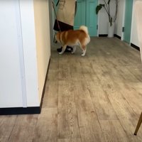 入店する柴犬