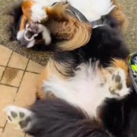 思わずゴロゴロ大喜び！！