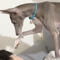 前足を動かす犬1