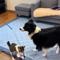 一緒に猫じゃらしで遊びたい中型犬