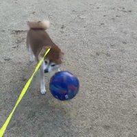 転がるボールに向かう犬