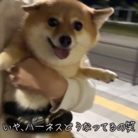 あずきちゃんとママの再会7