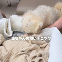 匂いを嗅ぐ犬
